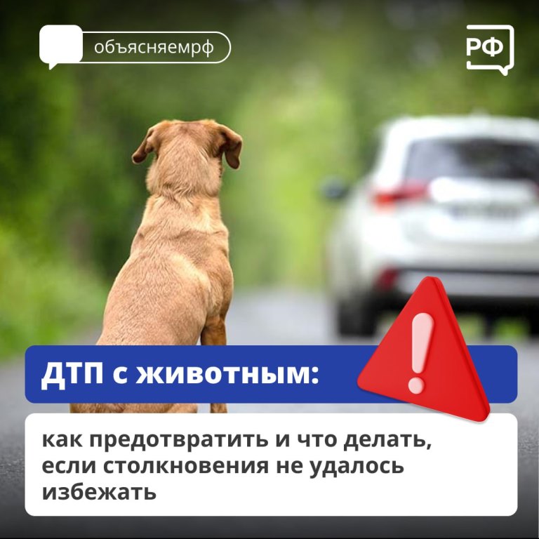 Животные на дороге часто непредсказуемые