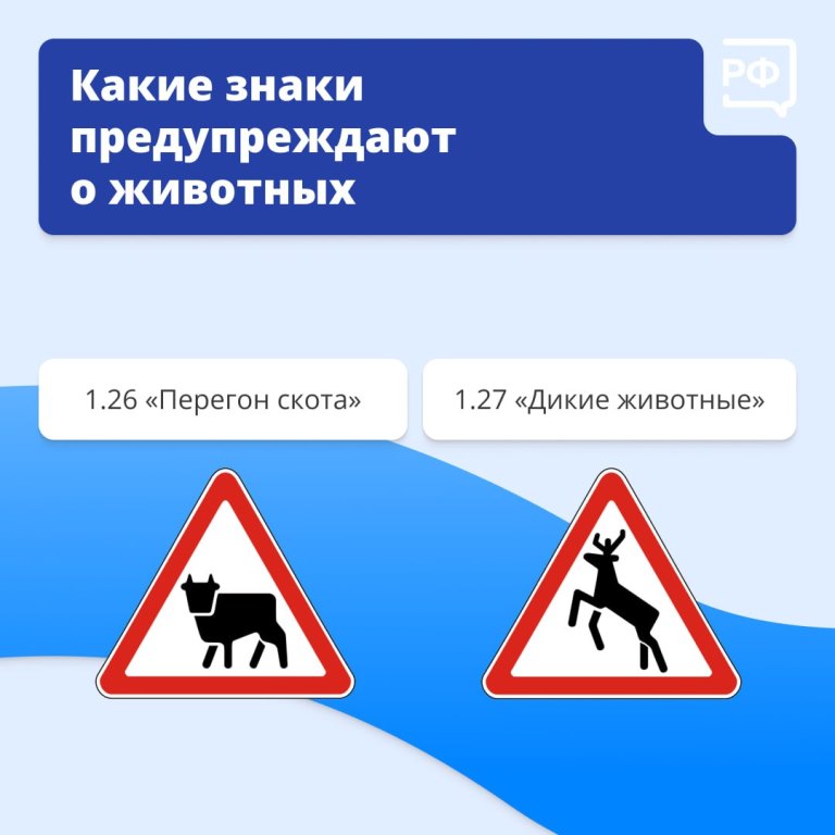 Животные на дороге часто непредсказуемые