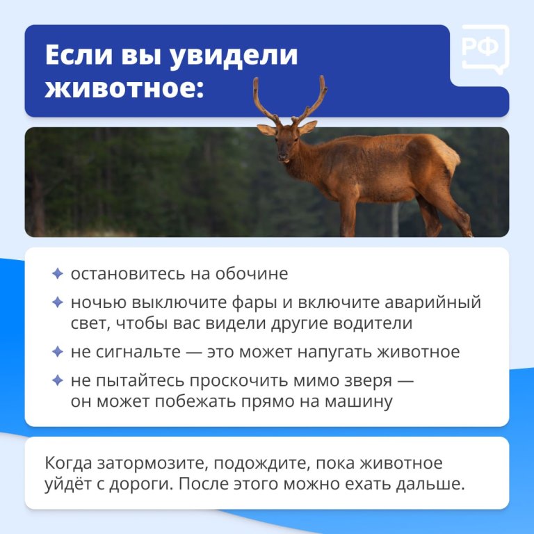 Животные на дороге часто непредсказуемые