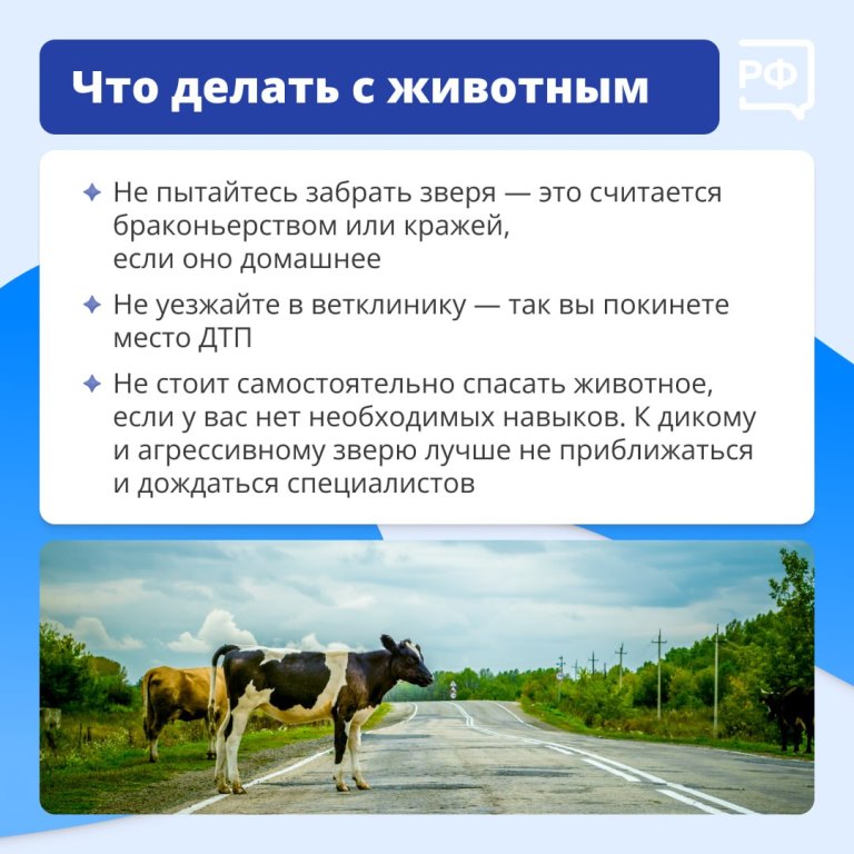 Животные на дороге часто непредсказуемые